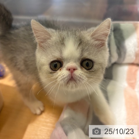 エキゾチックの写真