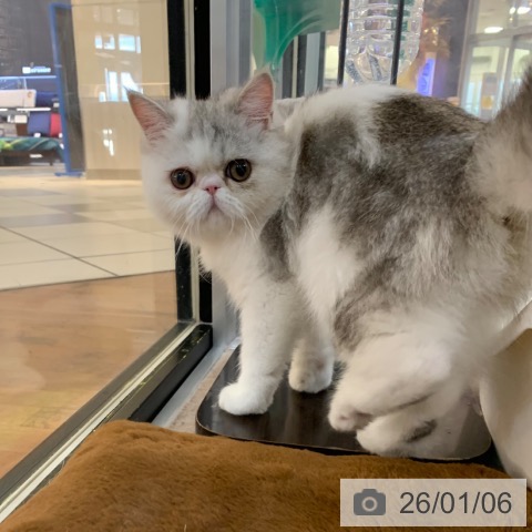 京都府のエキゾチック (ペットプラス 久御山店/2025年8月21日生まれ/女の子/シルバータビーホワイト)の子猫の4枚目の画像