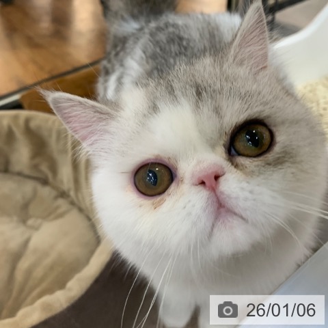 京都府のエキゾチック (ペットプラス 久御山店/2025年8月21日生まれ/女の子/シルバータビーホワイト)の子猫の3枚目の画像