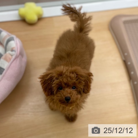 京都府のトイプードル(トイ) (ペットプラス 醍醐店/2025年8月7日生まれ/男の子/レッドフォーン)の子犬の4枚目の画像