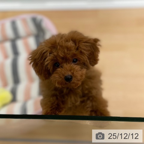 京都府のトイプードル(トイ) (ペットプラス 醍醐店/2025年8月7日生まれ/男の子/レッドフォーン)の子犬の3枚目の画像