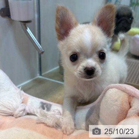 チワワの写真