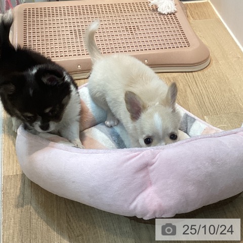 チワワの写真
