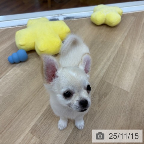 京都府のチワワ(ロング) (ペットプラス 久御山店/2025年8月17日生まれ/女の子/ホワイトクリーム)の子犬の4枚目の画像