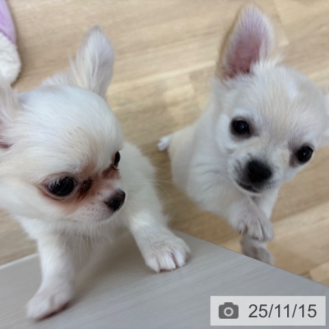 京都府のチワワ(ロング) (ペットプラス 久御山店/2025年8月17日生まれ/女の子/ホワイトクリーム)の子犬の3枚目の画像