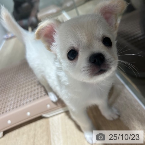 チワワの写真