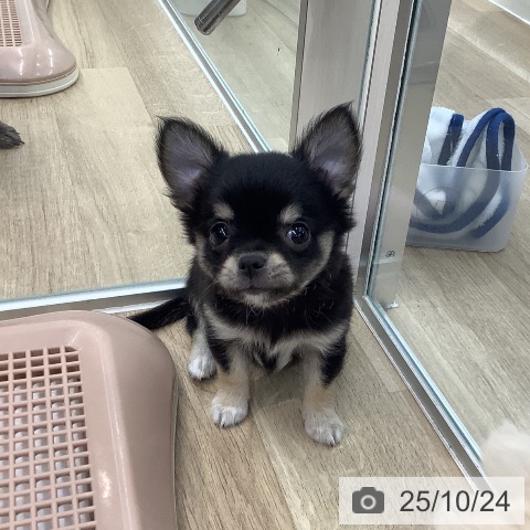 チワワの写真