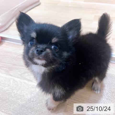 チワワの写真