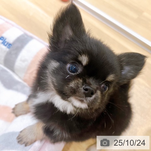 チワワの写真
