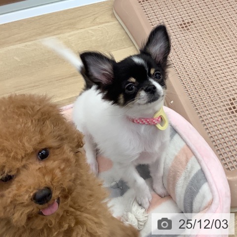 大阪府のチワワ(ロング) (ペットプラス りんくう泉南店/2025年8月25日生まれ/女の子/ホワイトブラックタン)の子犬の4枚目の画像