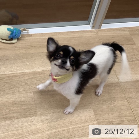 大阪府のチワワ(ロング) (ペットプラス りんくう泉南店/2025年8月25日生まれ/女の子/ホワイトブラックタン)の子犬の4枚目の画像