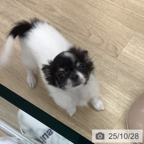 大阪府のチワワ(ロング) (ペットプラス りんくう泉南店/2025年8月25日生まれ/女の子/ホワイトブラックタン)の子犬の3枚目の画像