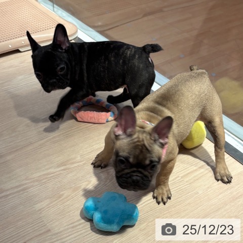 和歌山県のフレンチブルドッグ (ペットプラス 和歌山店/2025年8月14日生まれ/女の子/フォーン)の子犬の4枚目の画像