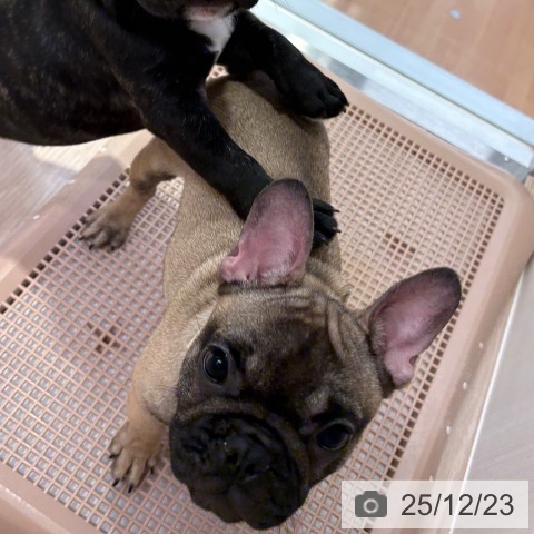 和歌山県のフレンチブルドッグ (ペットプラス 和歌山店/2025年8月14日生まれ/女の子/フォーン)の子犬の3枚目の画像