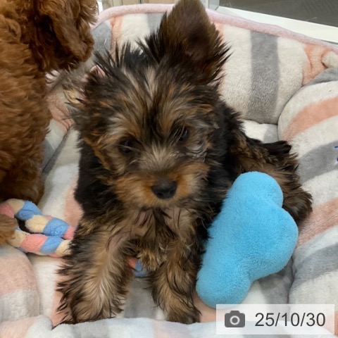 長野県のヨークシャーテリア (ペットプラス 上田店/2025年8月25日生まれ/女の子/スチールブルータン)の子犬の3枚目の画像