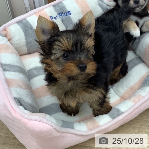 ヨークシャー・テリアの写真