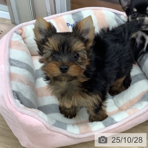 ヨークシャー・テリアの写真