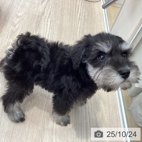 ミニチュア・シュナウザーの写真