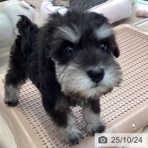 ミニチュア・シュナウザーの写真