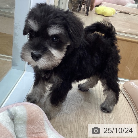 ミニチュア・シュナウザーの写真