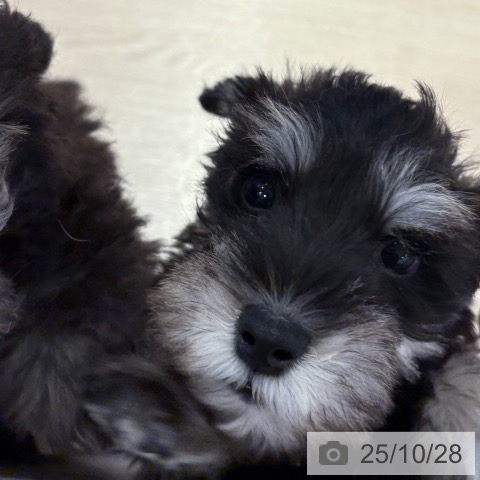 ミニチュア・シュナウザーの写真