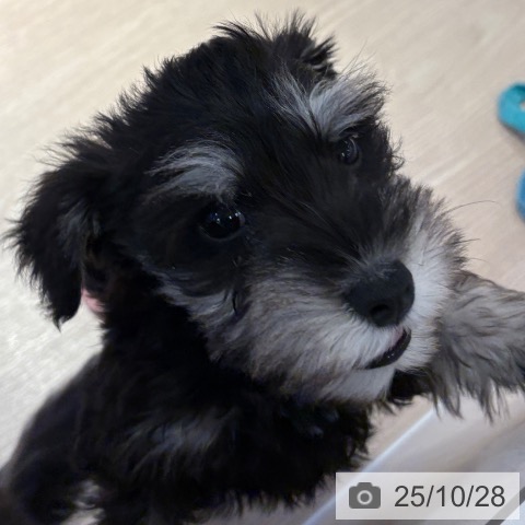 ミニチュア・シュナウザーの写真