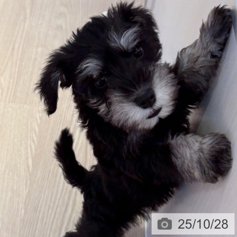 ミニチュア・シュナウザーの写真