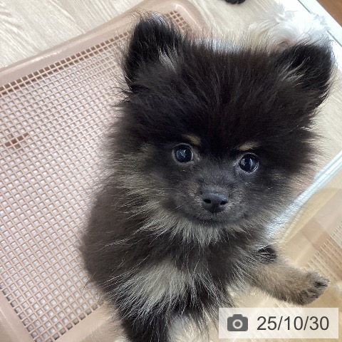 ポメラニアンの写真