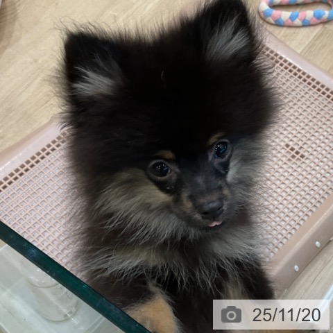 ポメラニアンの写真