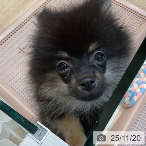 ポメラニアンの写真