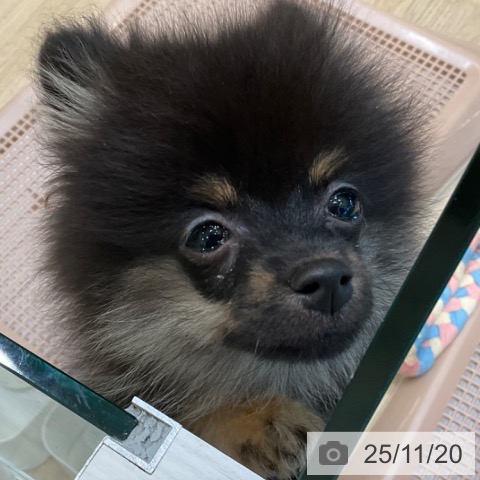 ポメラニアンの写真