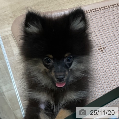 大阪府のポメラニアン (ペットプラス 堺北花田店/2025年8月24日生まれ/男の子/ブラックタン)の子犬の4枚目の画像