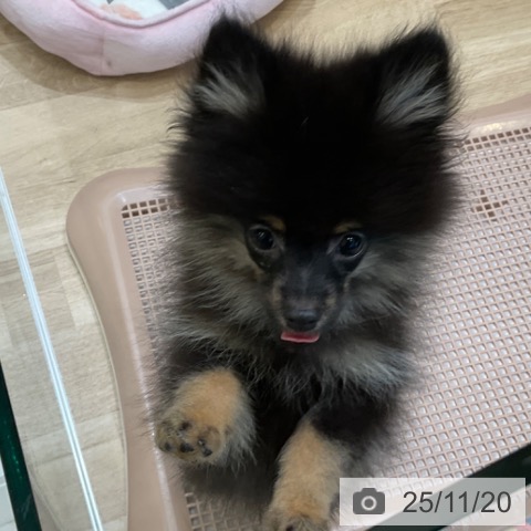 大阪府のポメラニアン (ペットプラス 堺北花田店/2025年8月24日生まれ/男の子/ブラックタン)の子犬の3枚目の画像