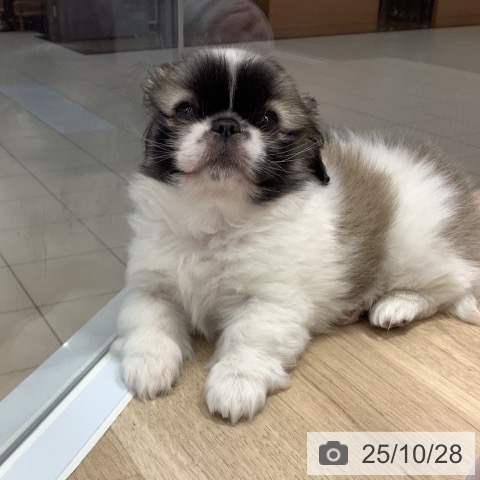 大阪府のペキニーズ (ペットプラス 大阪ドームシティ店/2025年8月25日生まれ/女の子/パーティーカラー)の子犬の4枚目の画像