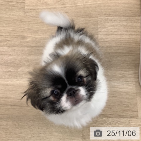 大阪府のペキニーズ (ペットプラス 大阪ドームシティ店/2025年8月25日生まれ/女の子/パーティーカラー)の子犬の3枚目の画像