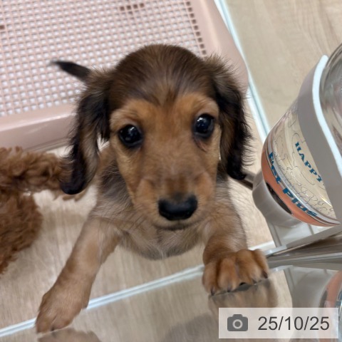 ミニチュア・ダックスフンドの写真