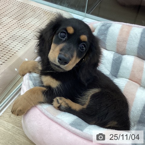 大阪府のミニチュアダックスフンド(ロング) (ペットプラス 堺鉄砲町店/2025年8月23日生まれ/男の子/ブラックタン)の子犬の3枚目の画像