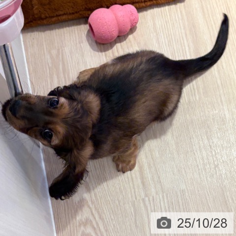 ミニチュア・ダックスフンドの写真