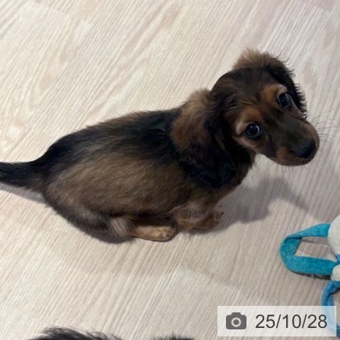 ミニチュア・ダックスフンドの写真