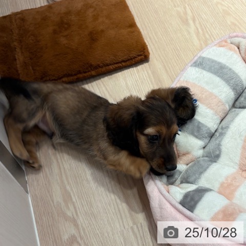 ミニチュア・ダックスフンドの写真