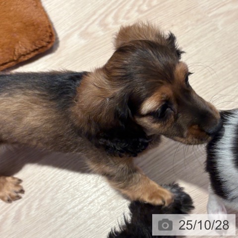 ミニチュア・ダックスフンドの写真