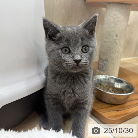 和歌山県のブリティッシュショートヘアー (ペットプラス 和歌山店/2025年8月25日生まれ/男の子/ブルー)の子猫の3枚目の画像