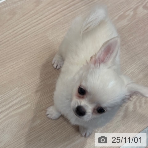 和歌山県のチワワ(ロング) (ペットプラス 和歌山店/2025年8月20日生まれ/男の子/クリームホワイト)の子犬の4枚目の画像