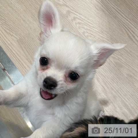 和歌山県のチワワ(ロング) (ペットプラス 和歌山店/2025年8月20日生まれ/男の子/クリームホワイト)の子犬の3枚目の画像