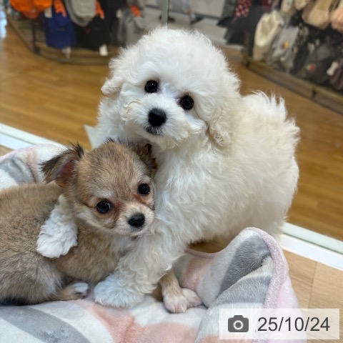 チワワの写真