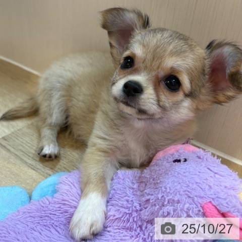 チワワの写真