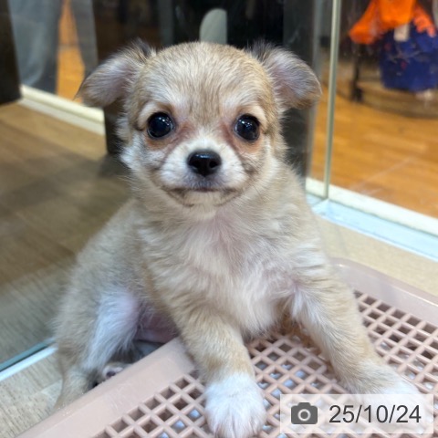 チワワの写真