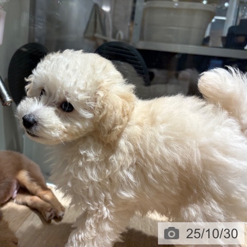 トイ・プードルの写真