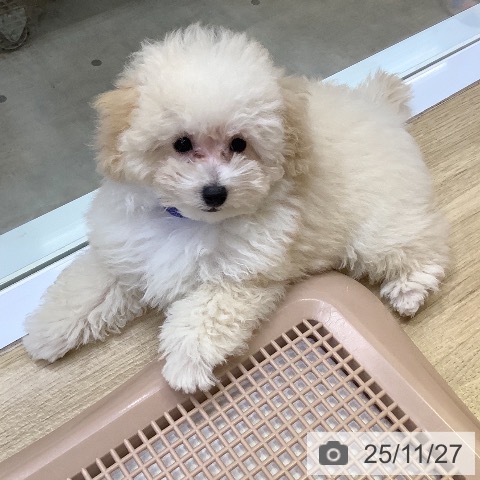 トイ・プードルの写真