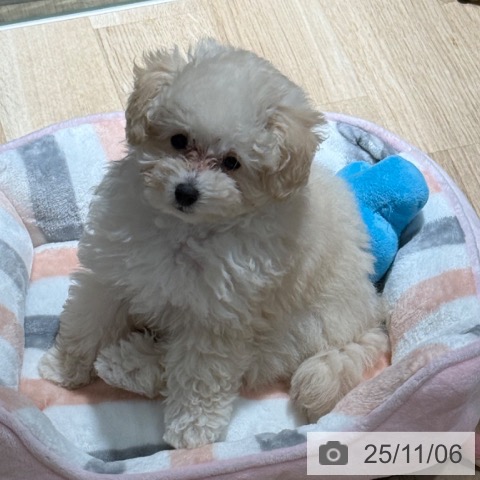 兵庫県のトイプードル(トイ) (ペットプラス 明石店/2025年8月20日生まれ/男の子/クリーム)の子犬の4枚目の画像